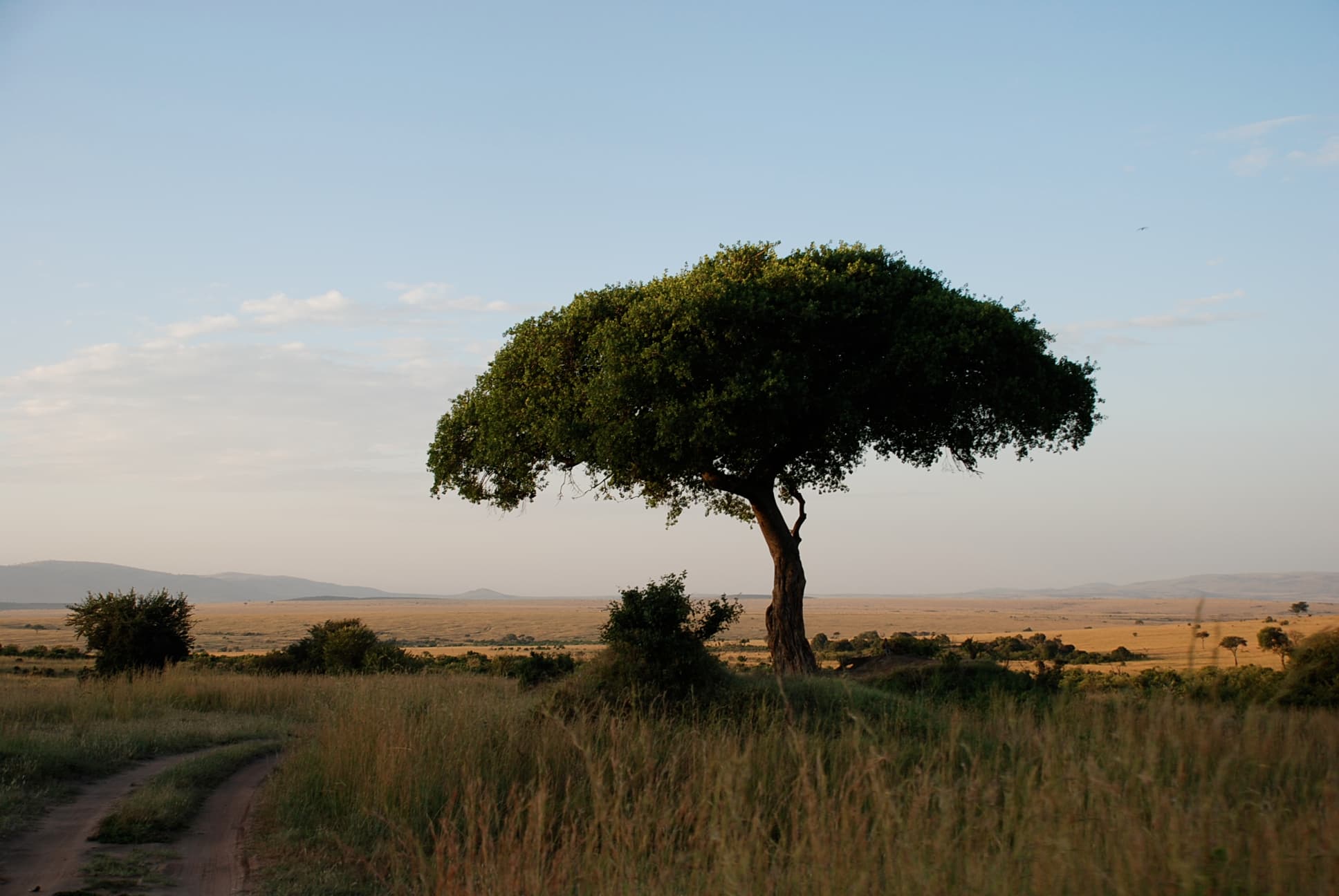 placera-Genrebilder gamla-Afrika 4.JPG