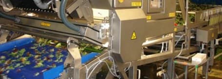 placera-bylinebilder-Tomra_ Lettuce.jpg