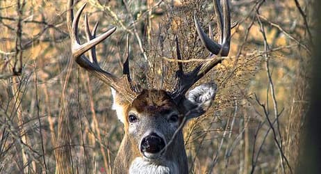 placera-deer-market-hjort.jpg