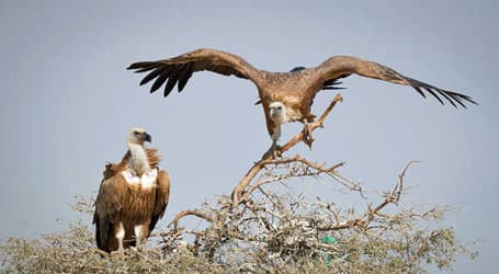 placera-gam-gamar-vulture-Foto-SumeetMoghe-CC.jpg