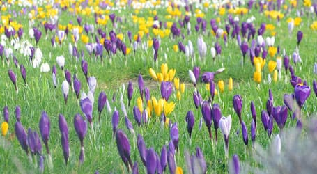 placera-krokus-mars-Foto-MaryCarson-Wikipedia-CC.jpg