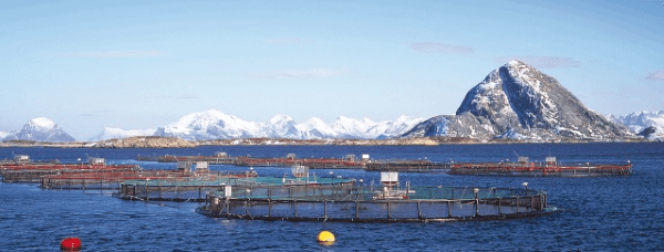 placera-redaktionellt-2018-marineharvest_lax.png