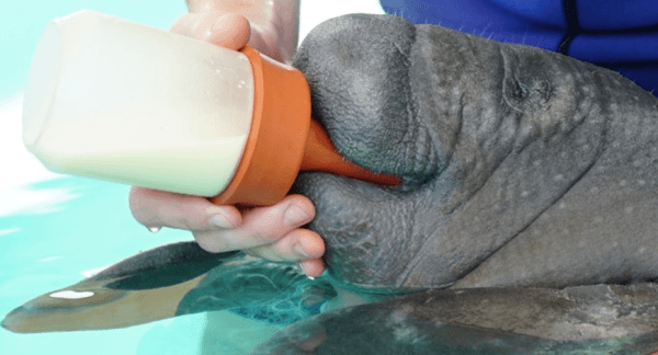 placera-redaktionellt-2020-Seaworld.png