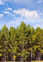 placera-skog sågverk timmer rörvik bergs 150.jpg