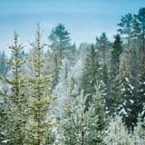 Skogsindustribolaget SCA