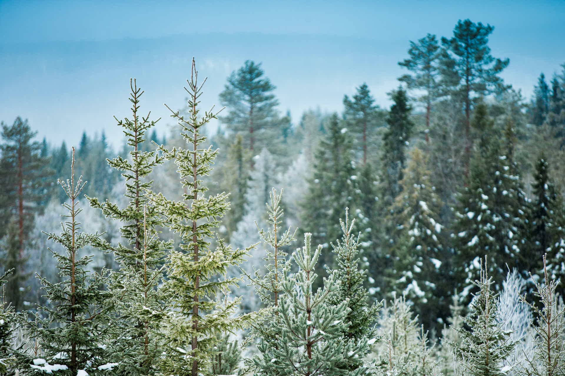SCA, skog