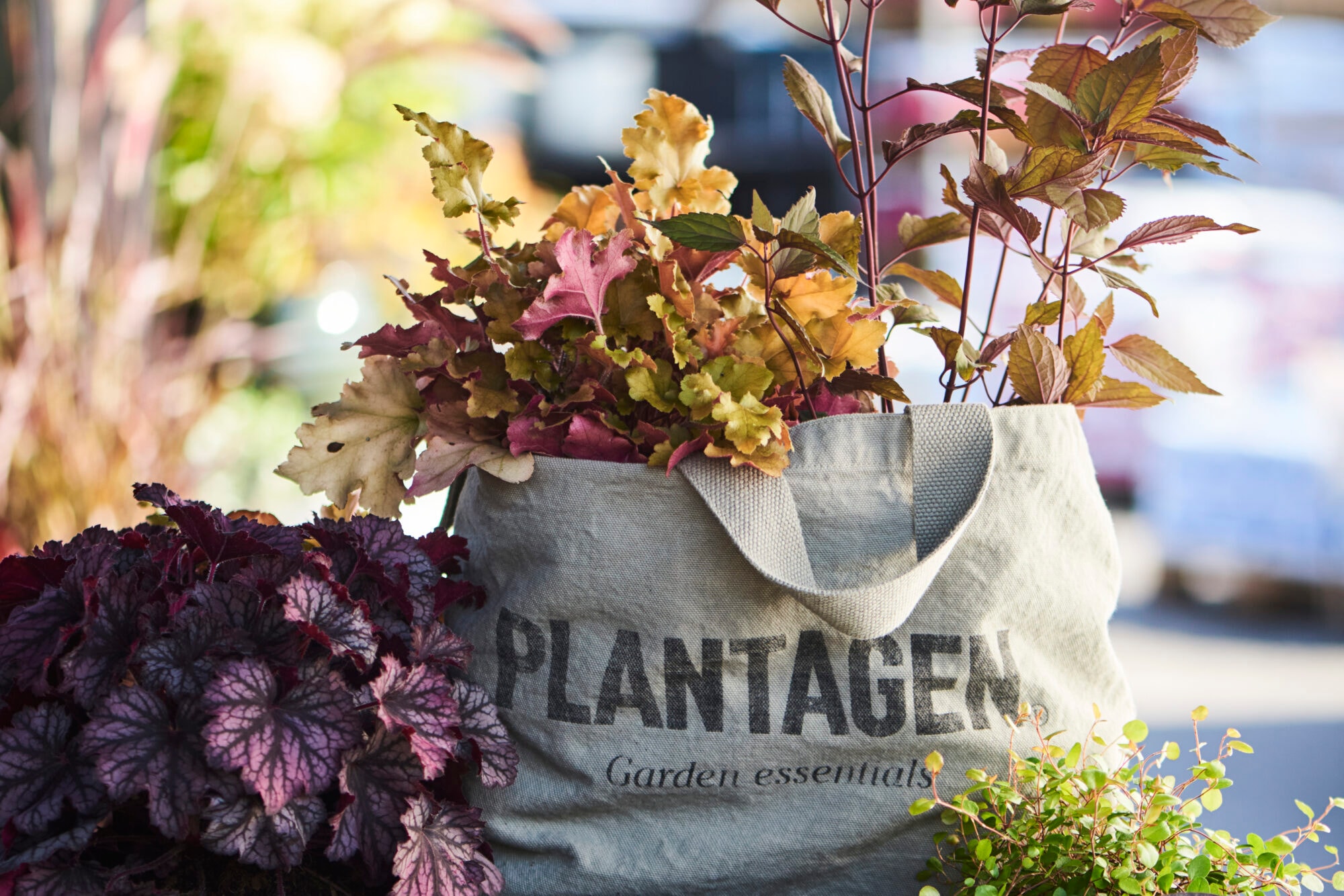 placera-Afv-bilder-Bilder-plantagen.jpg