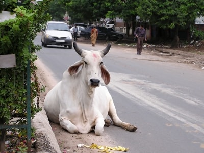 placera-Genrebilder gamla-Indien, helig ko p� gata.JPG