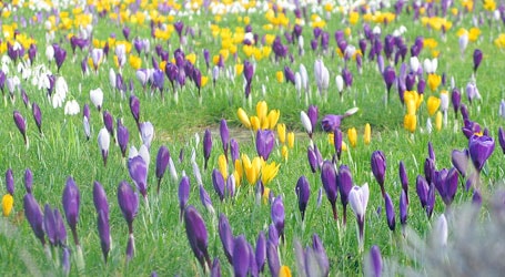 placera-krokus-mars-Foto-MaryCarson-Wikipedia-CC.jpg