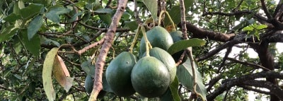 placera-nyabilder-avokado.jpg